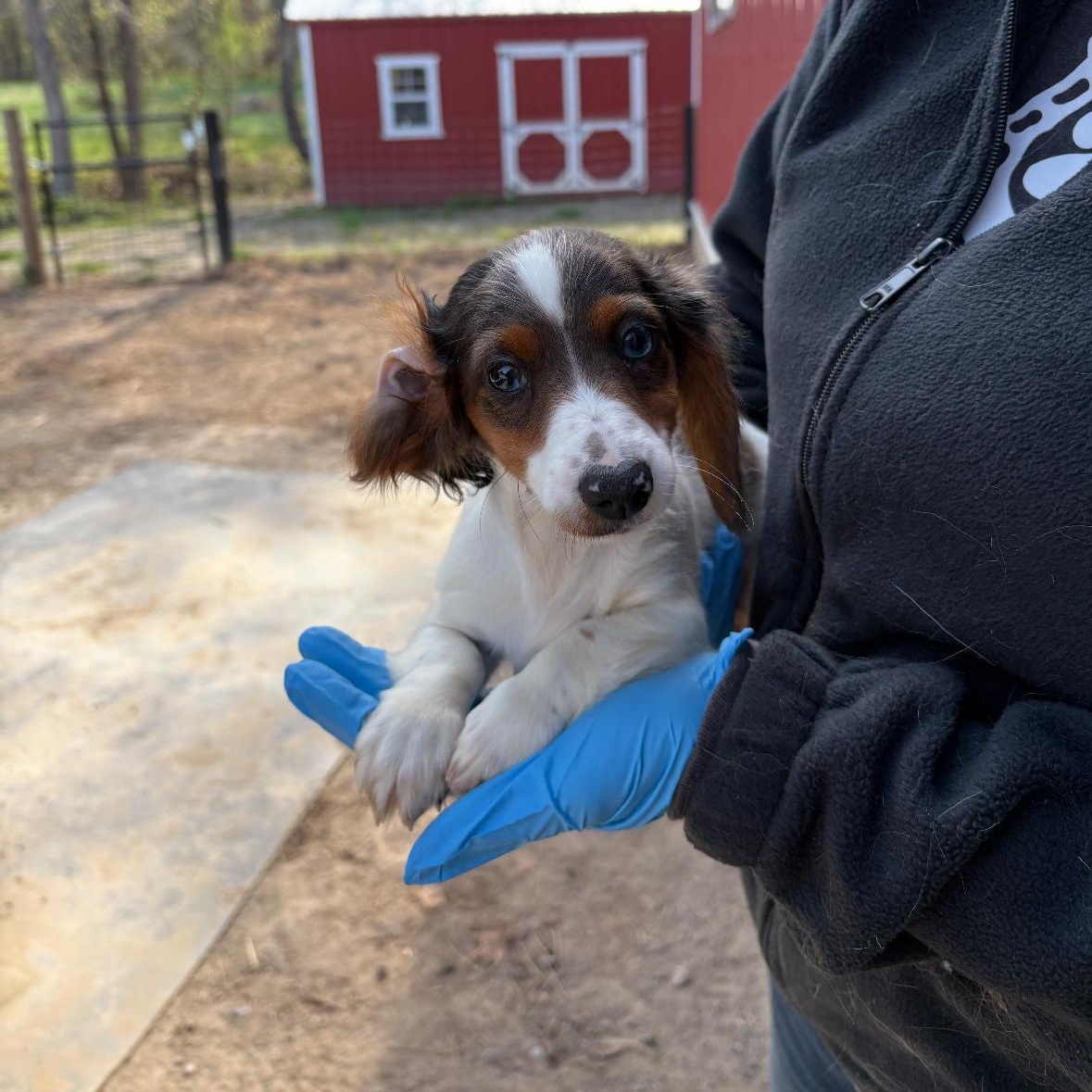 Enlarge Maddie, an adopted Dachshund in Louisa, VA image 1/1