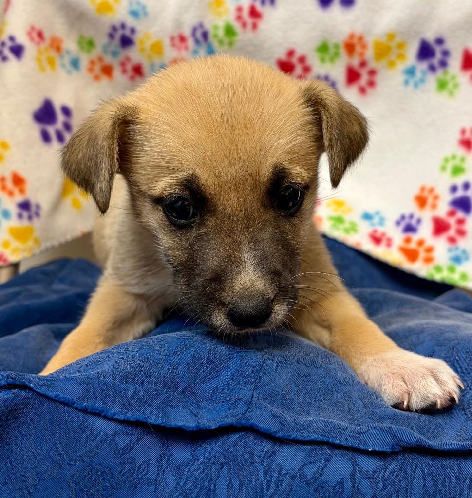 Snowy, Adoptable, Puppy Female Shepherd & Labrador Retriever.