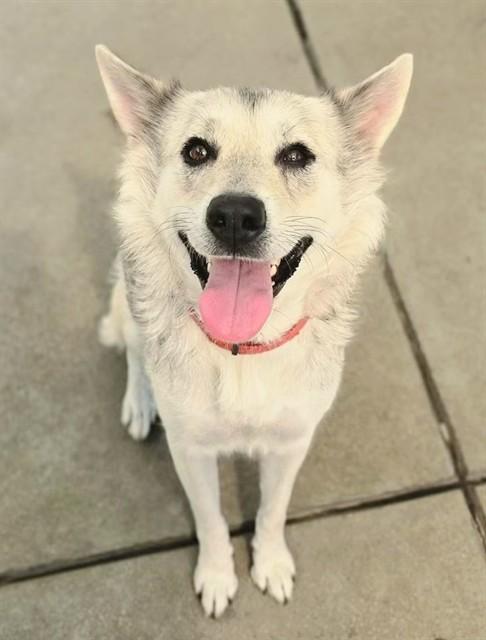 ARIEL, Adoptable, Adult Female Siberian Husky & German Shepherd Dog.