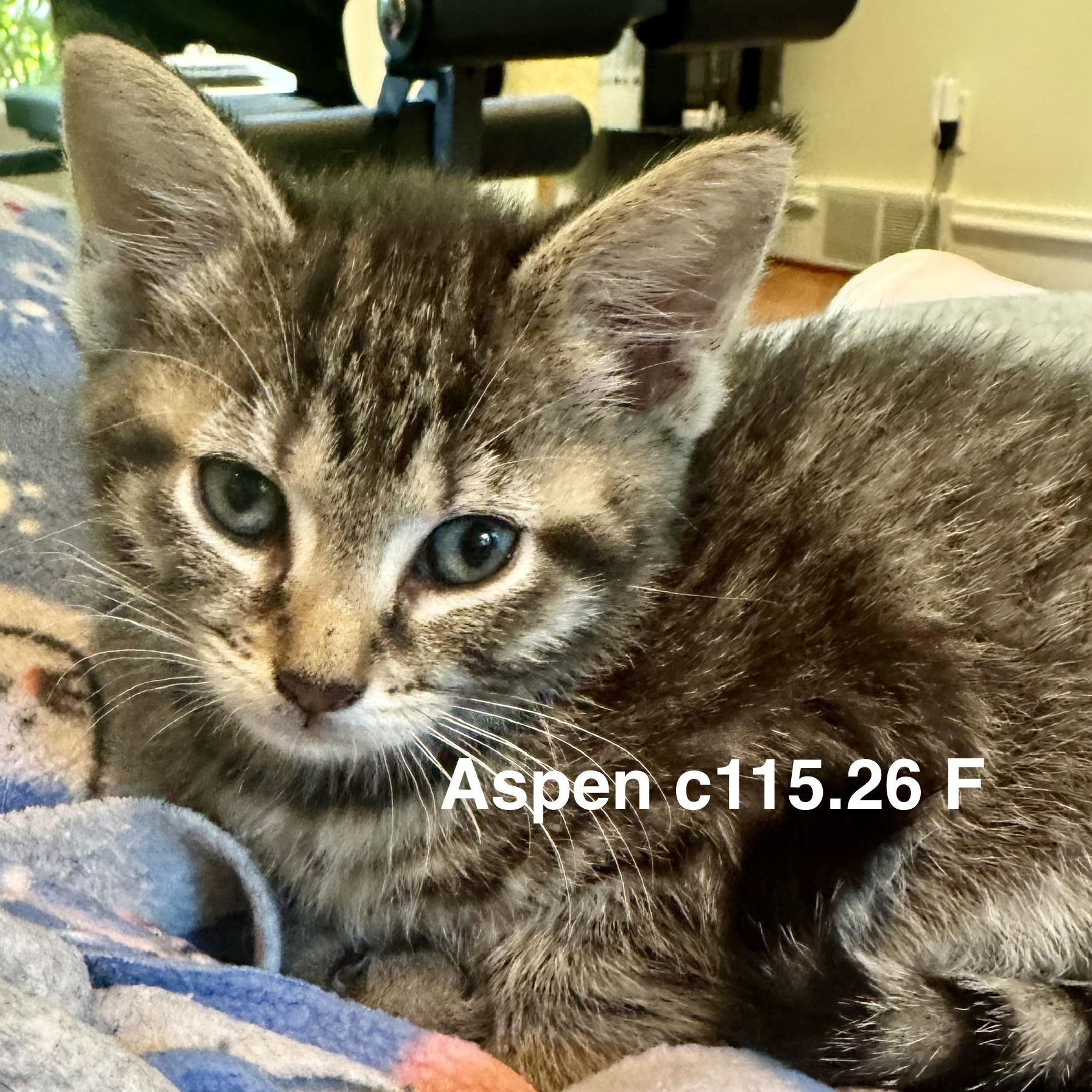 Foster Aspen, Adoptable, Kitten Female Domestic Short Hair & Tiger.