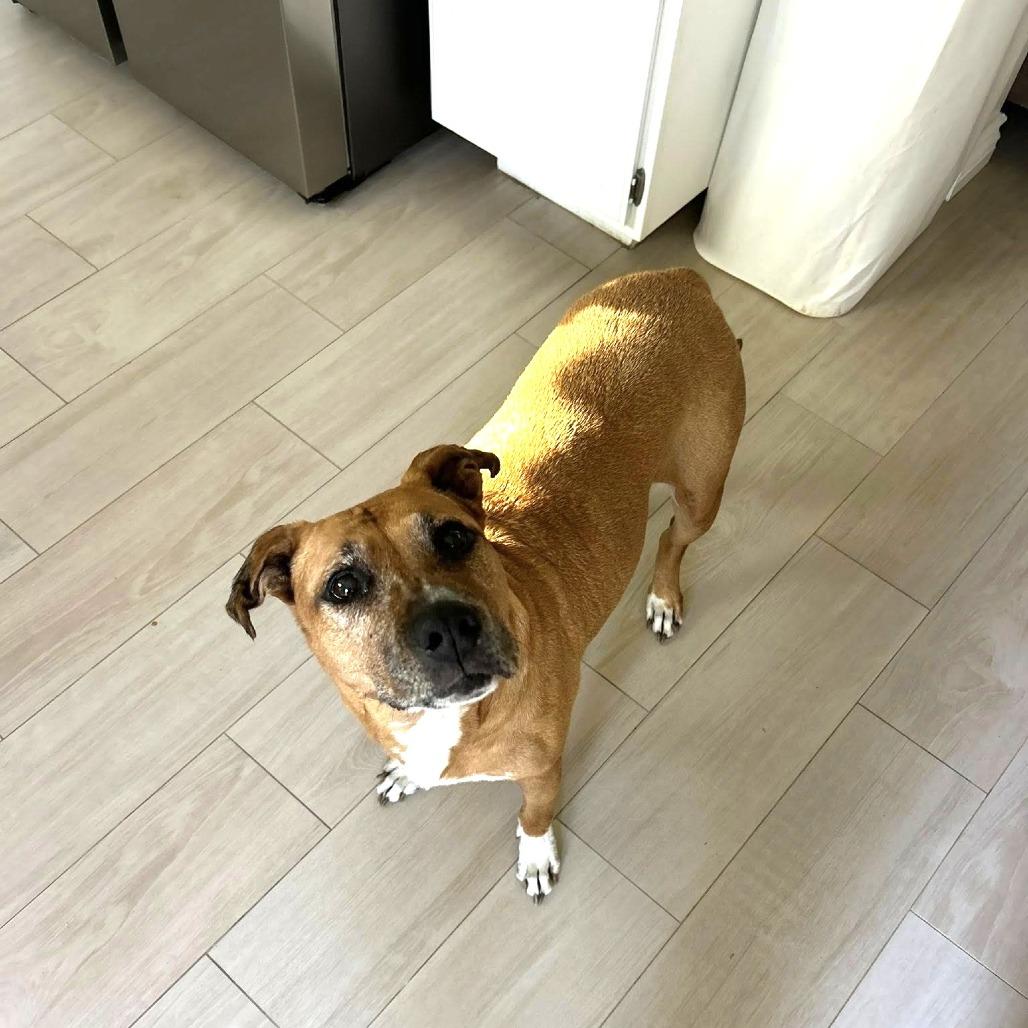 Daisy (fka Hailey), a Adoptable Pit Bull Terrier in Silver Spring, MD image 2/6