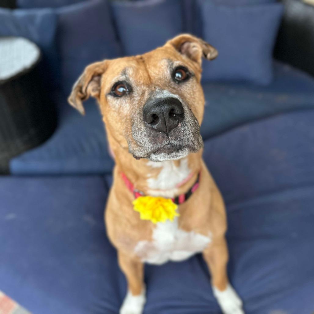 Daisy (fka Hailey), a Adoptable Pit Bull Terrier in Silver Spring, MD image 3/6