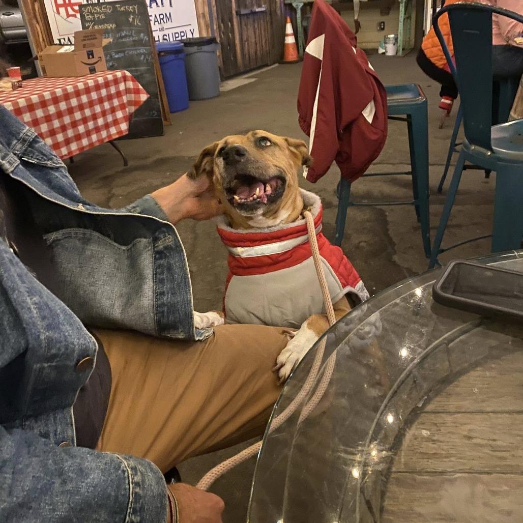 Daisy (fka Hailey), a Adoptable Pit Bull Terrier in Silver Spring, MD image 4/6