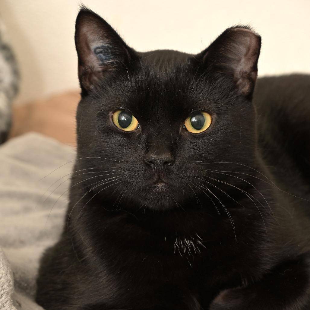 Nino, Adoptable, Adult Male Domestic Short Hair.