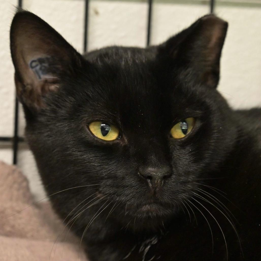 Enlarge Nino, a Adoptable Domestic Short Hair in Chilliwack, BC image 2/2