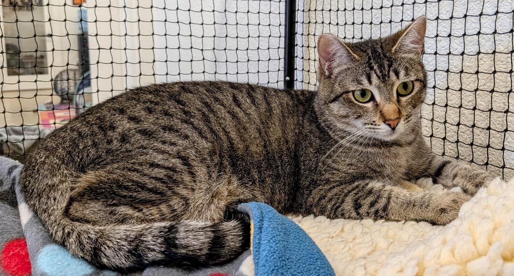 Tabitha, Adoptable, Kitten Female Domestic Short Hair.