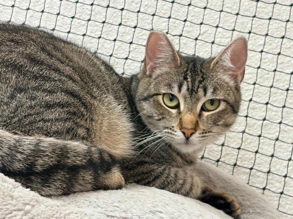 Enlarge Tabitha, a Adoptable mixed breed in Napa, CA image 2/2
