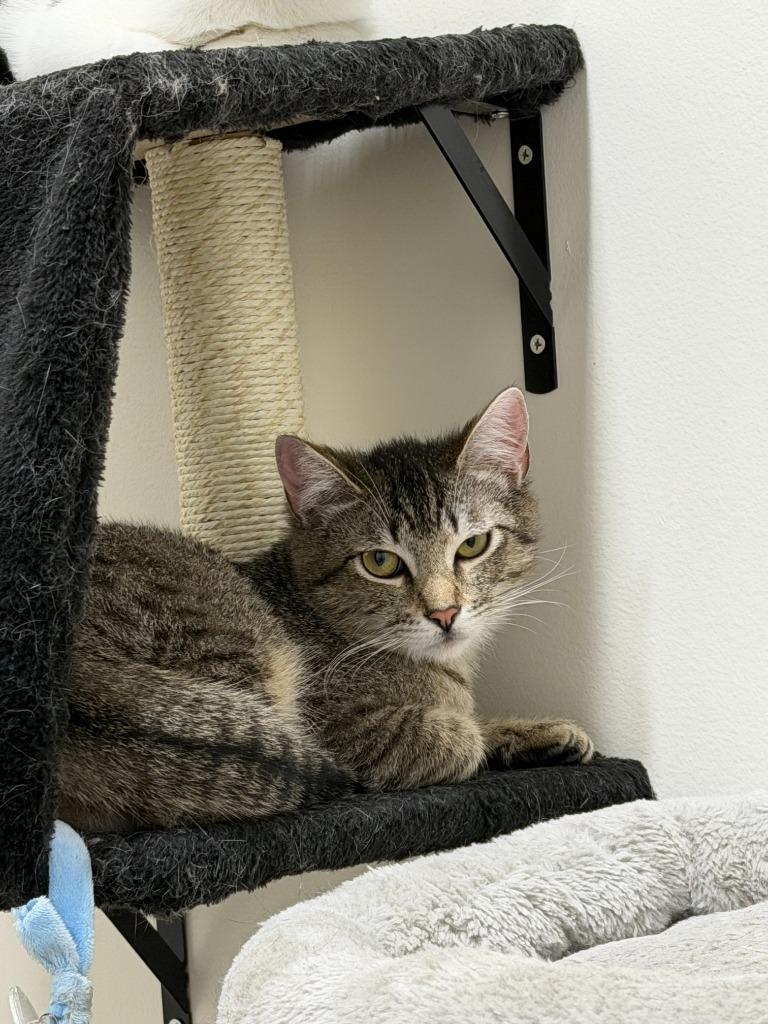 Enlarge Tabitha, a Adoptable mixed breed in Napa, CA image 1/1