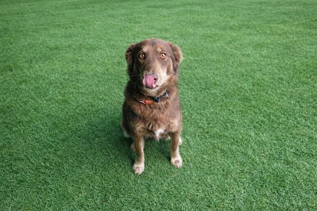 Enlarge DUCKY, a Adoptable Australian Shepherd in Lancaster, CA image 1/1