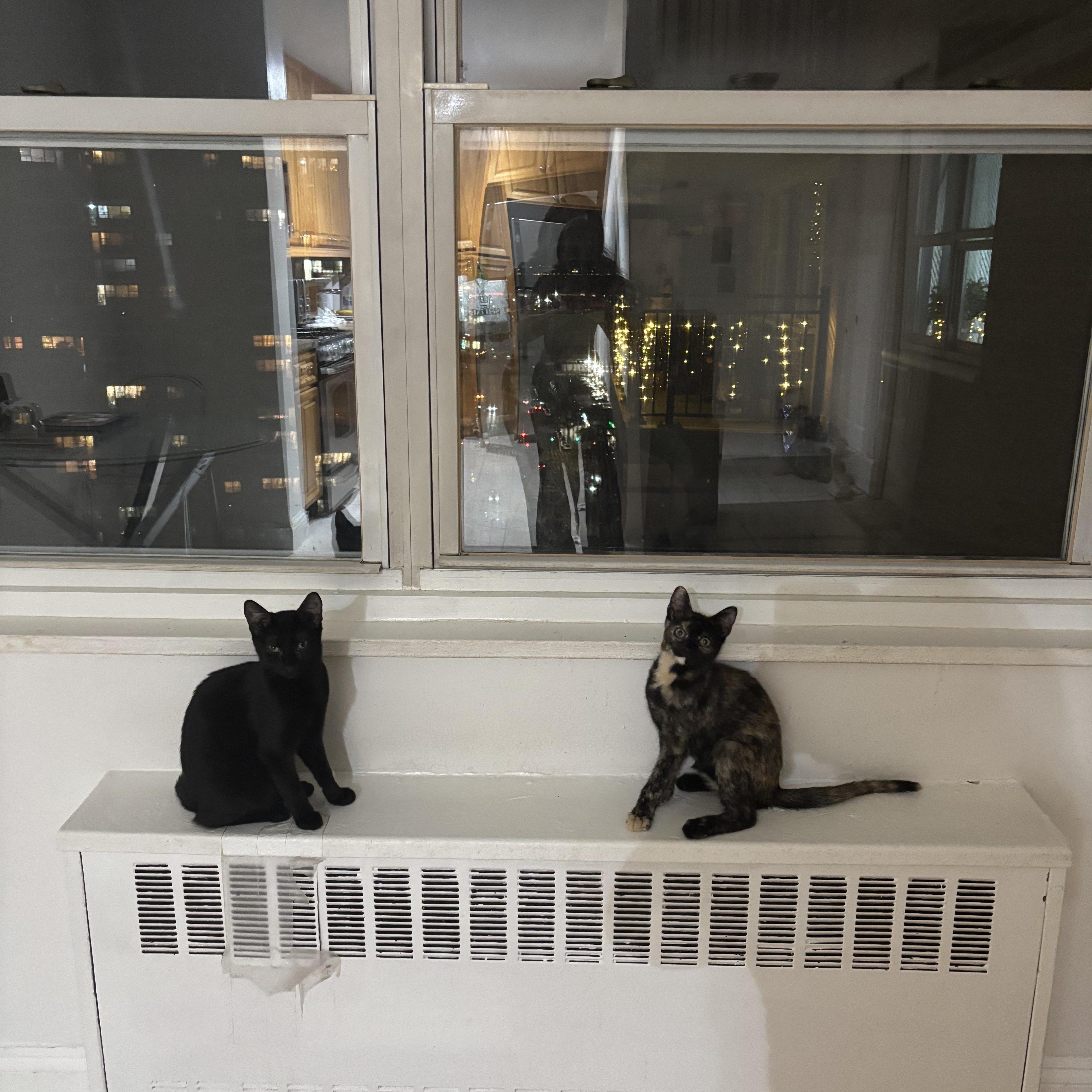 Enlarge Cinnamon Bun, a Adoptable American Shorthair in Brooklyn, NY image 6/6