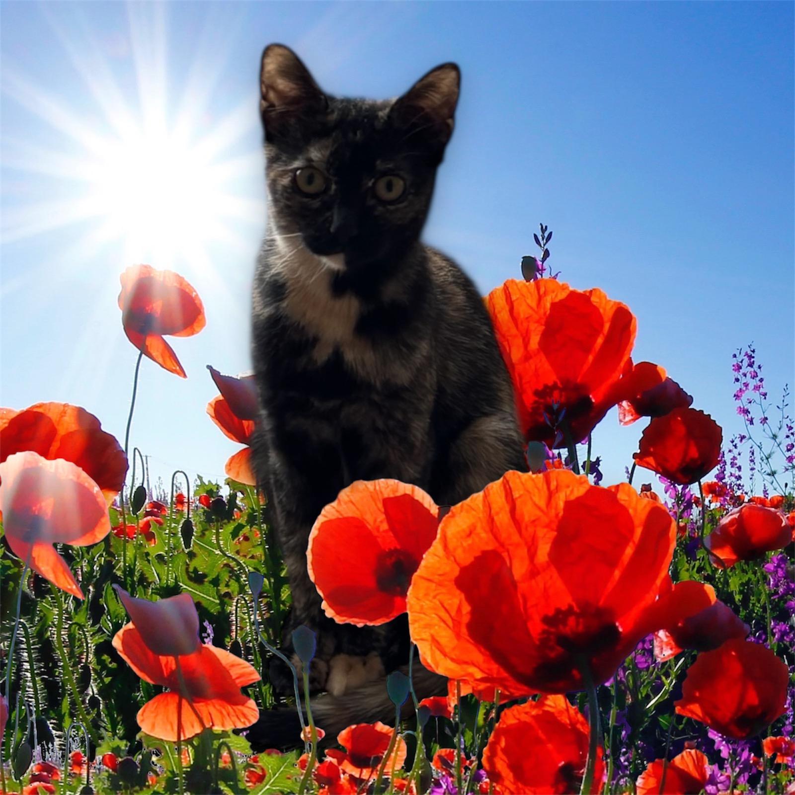 Enlarge Cinnamon Bun, a Adoptable American Shorthair in Brooklyn, NY image 3/6