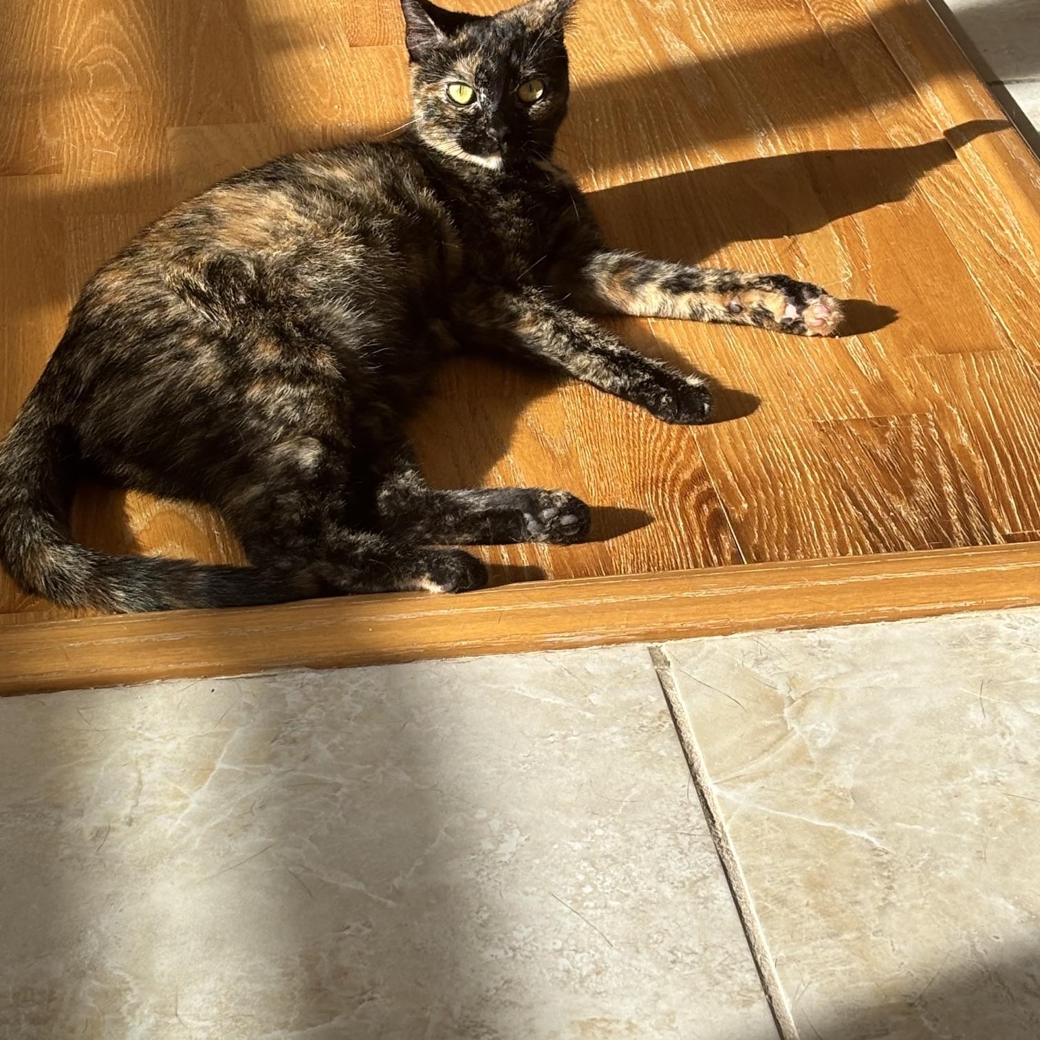 Cinnamon Bun, a Adoptable American Shorthair in Brooklyn, NY image 1/6