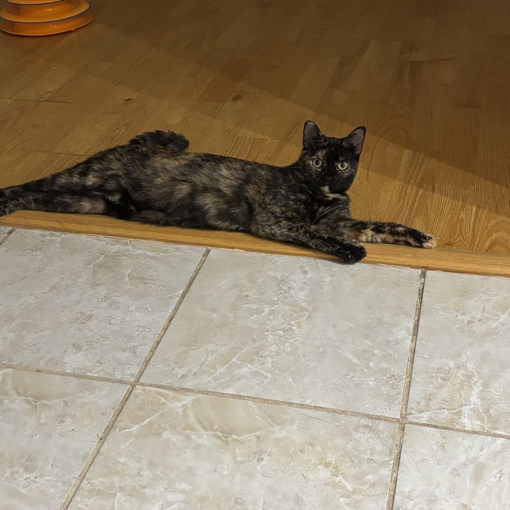 Cinnamon Bun, a Adoptable American Shorthair in Brooklyn, NY image 2/6