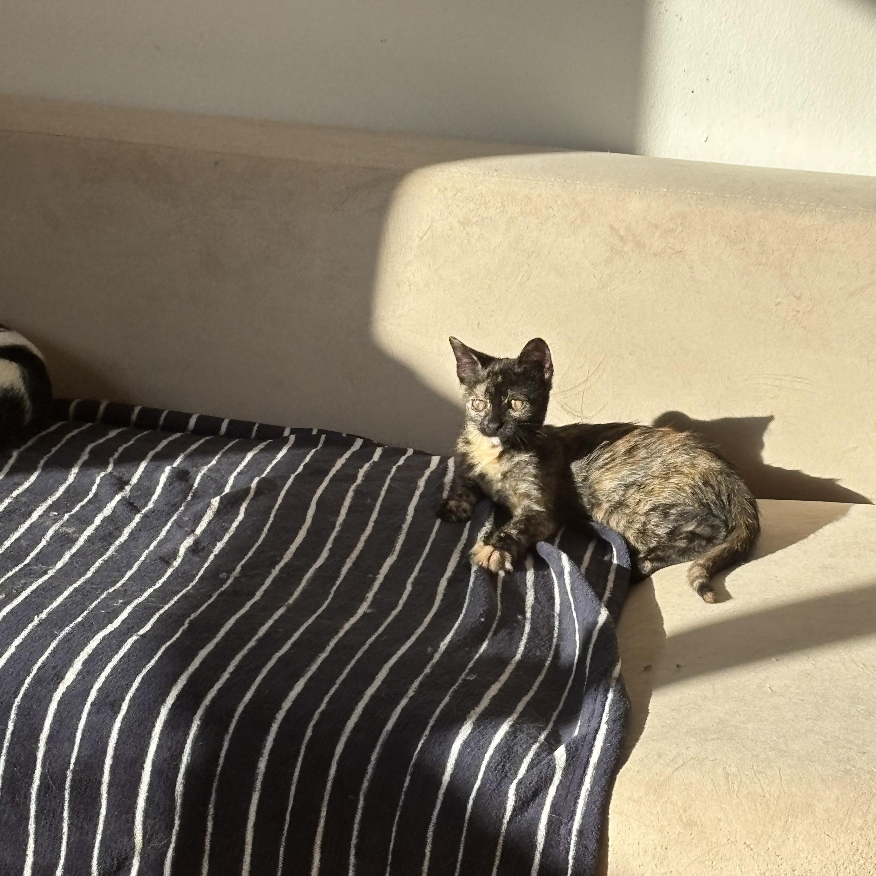 Enlarge Cinnamon Bun, a Adoptable American Shorthair in Brooklyn, NY image 4/6