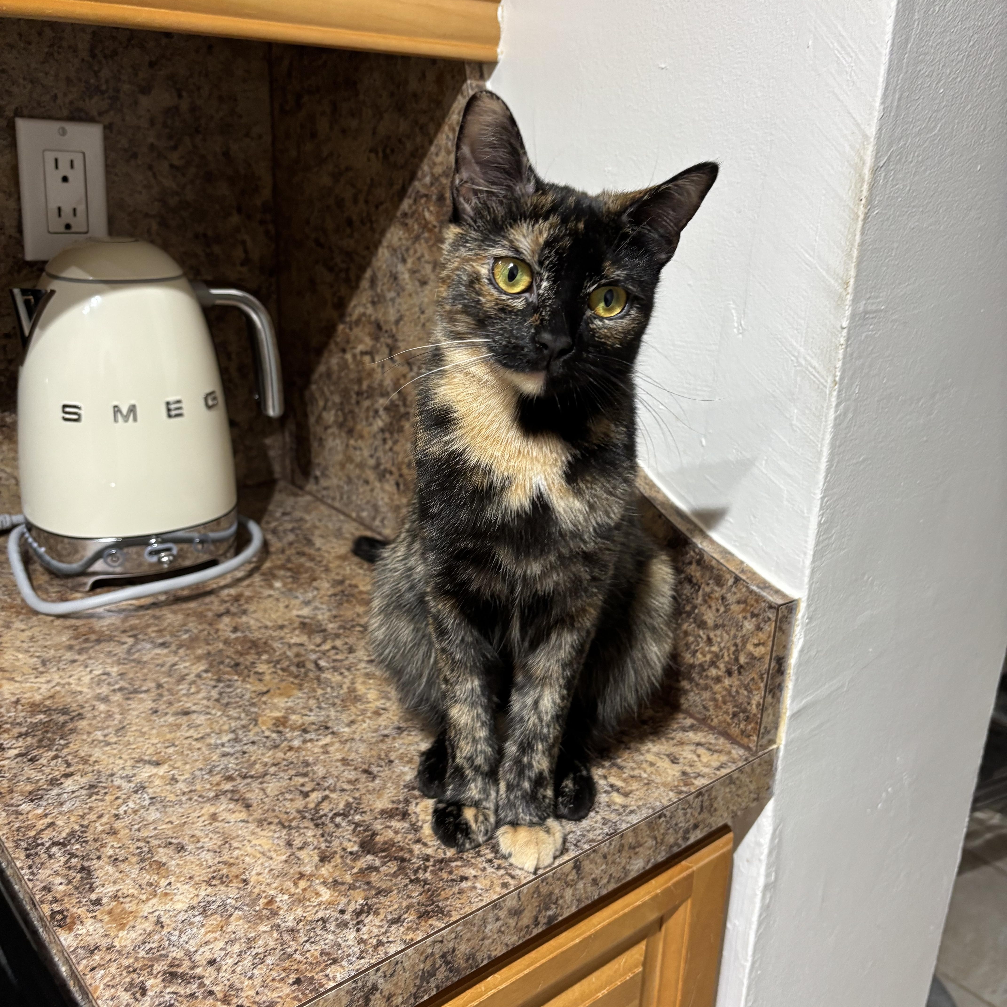 Cinnamon Bun, Adoptable, Kitten Female American Shorthair.