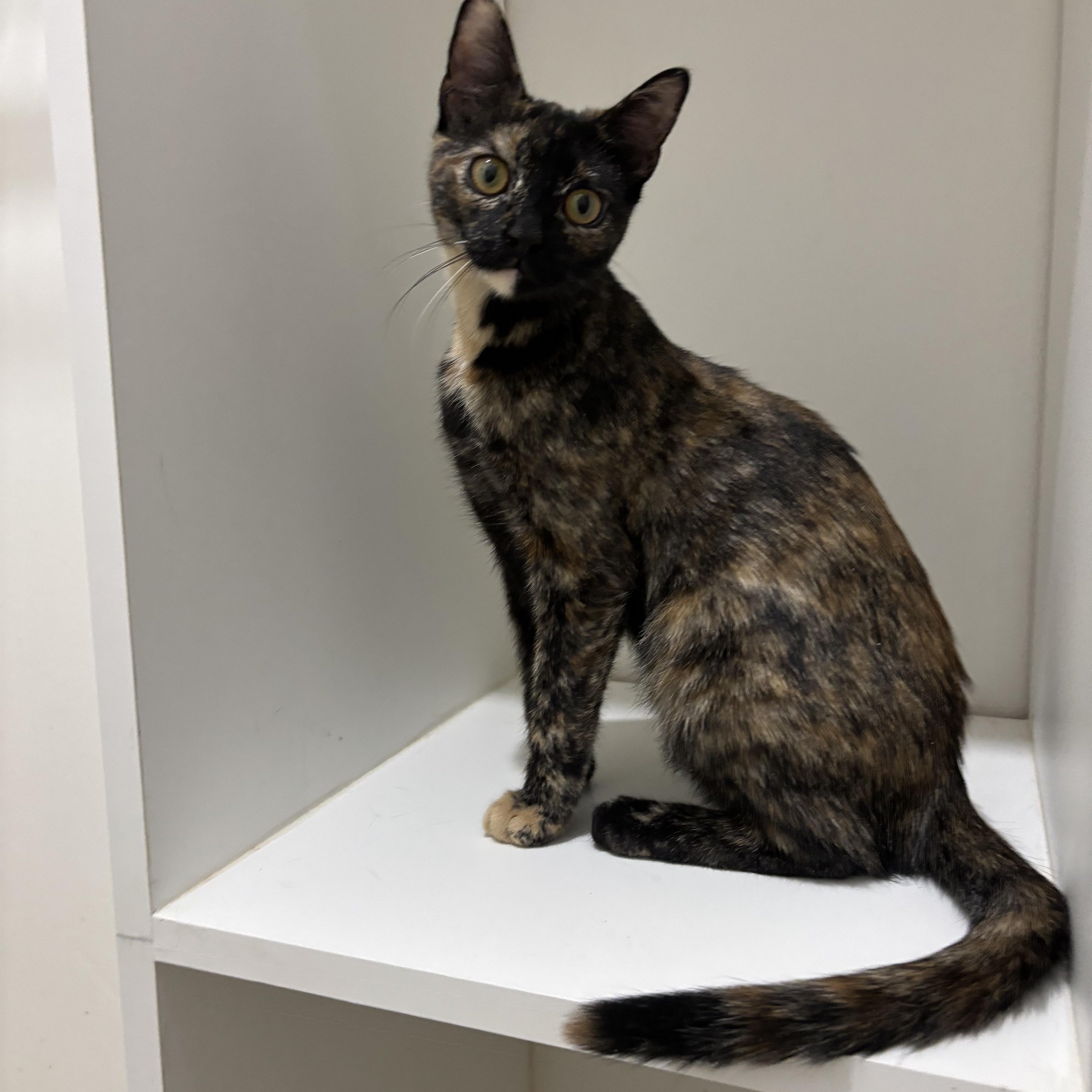 Enlarge Cinnamon Bun, a Adoptable American Shorthair in Brooklyn, NY image 1/6