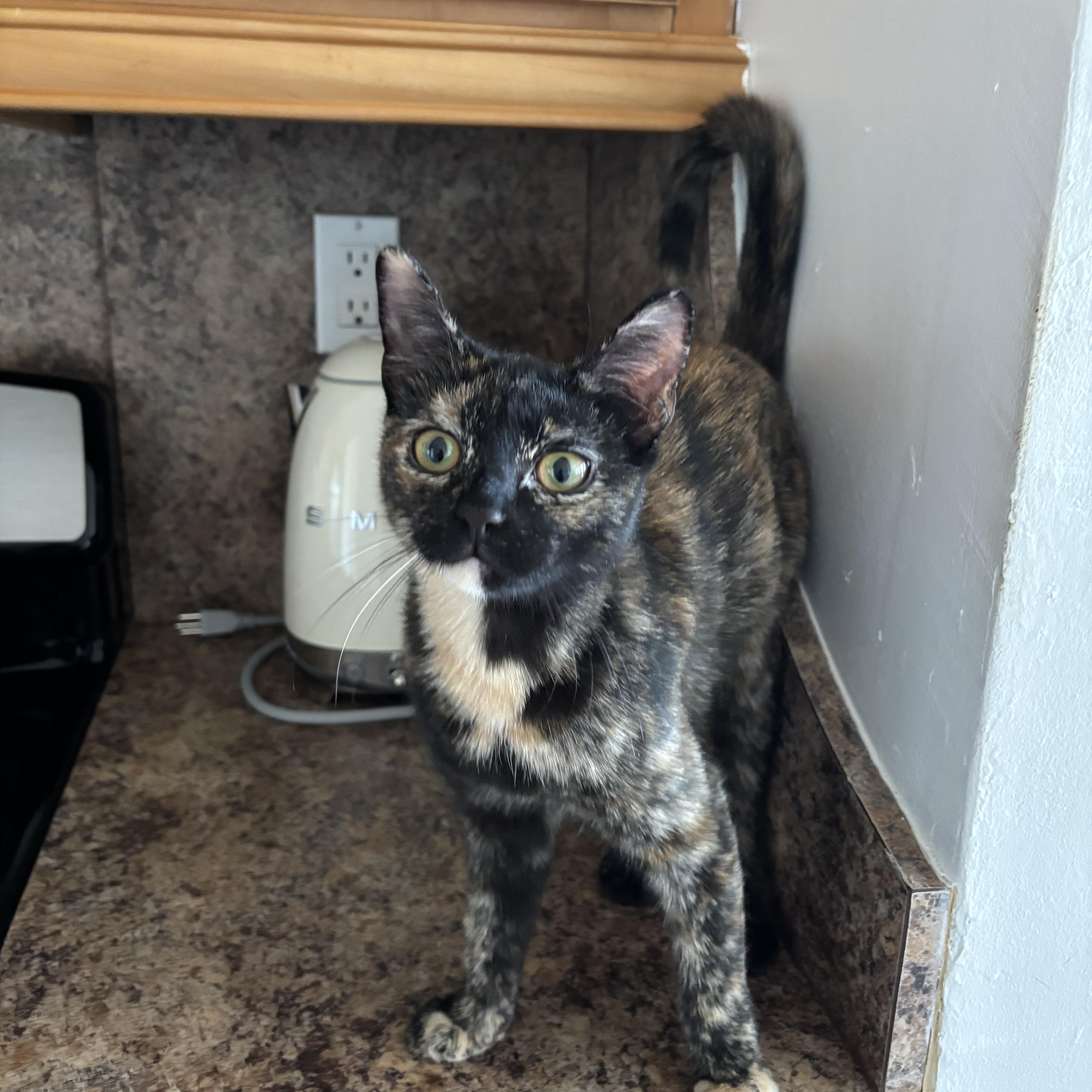 Cinnamon Bun, Adoptable, Kitten Female American Shorthair.