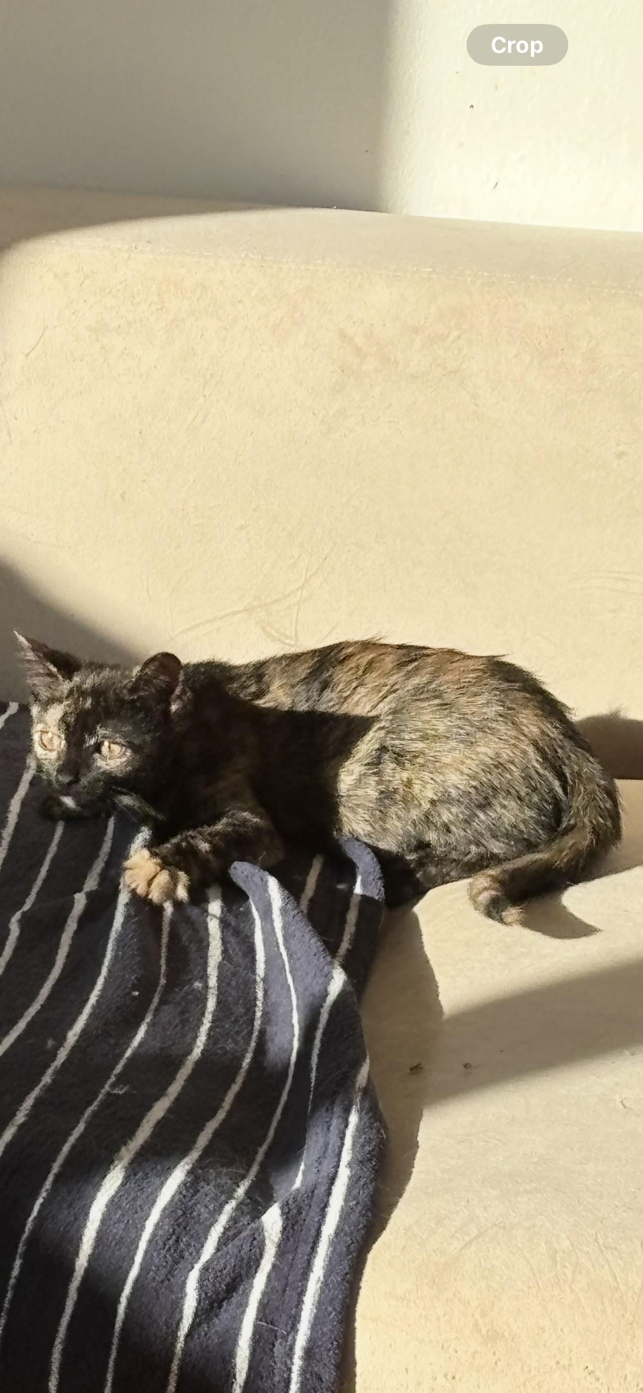 Enlarge Cinnamon Bun, a Adoptable American Shorthair in Brooklyn, NY image 5/6