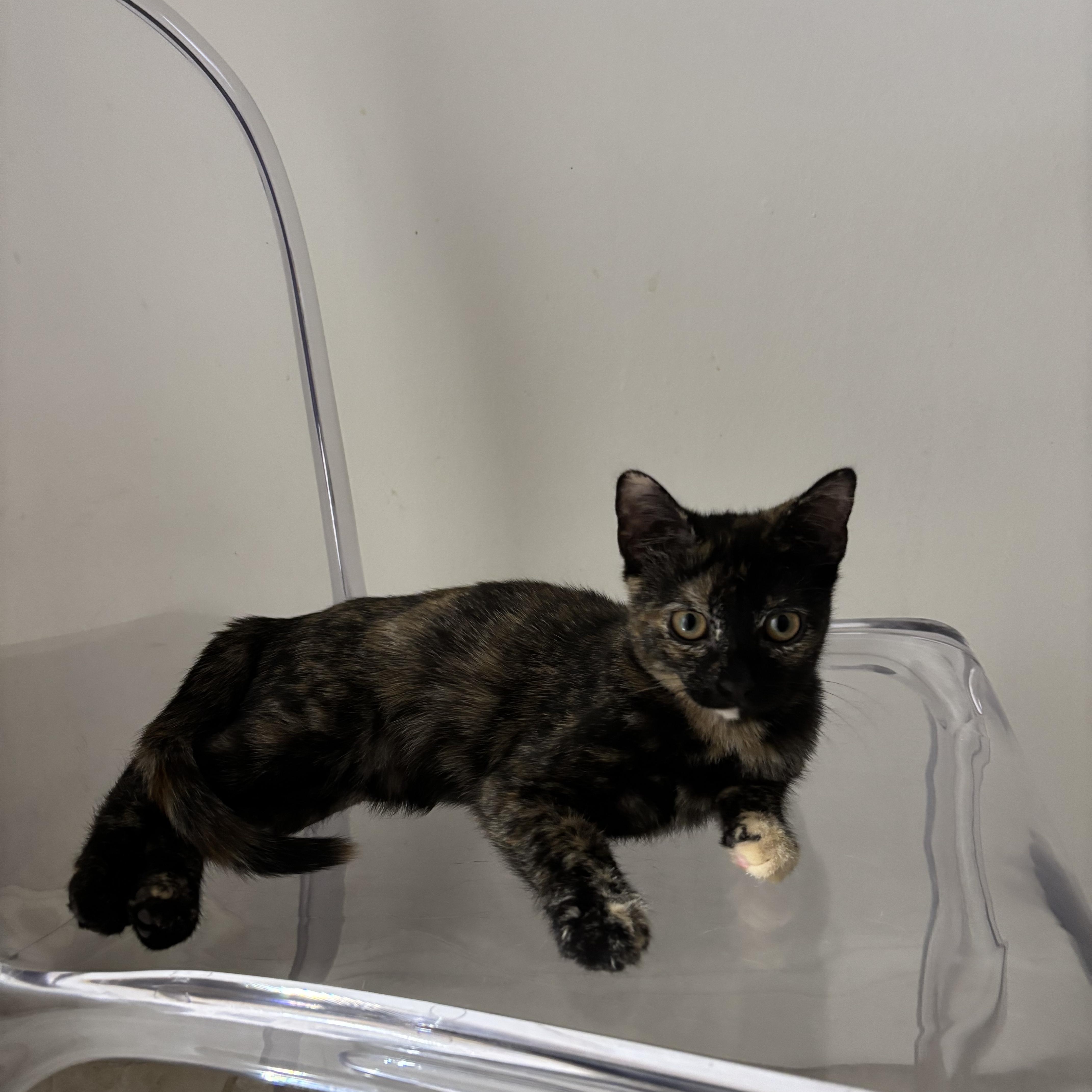 Enlarge Cinnamon Bun, a Adoptable American Shorthair in Brooklyn, NY image 1/6