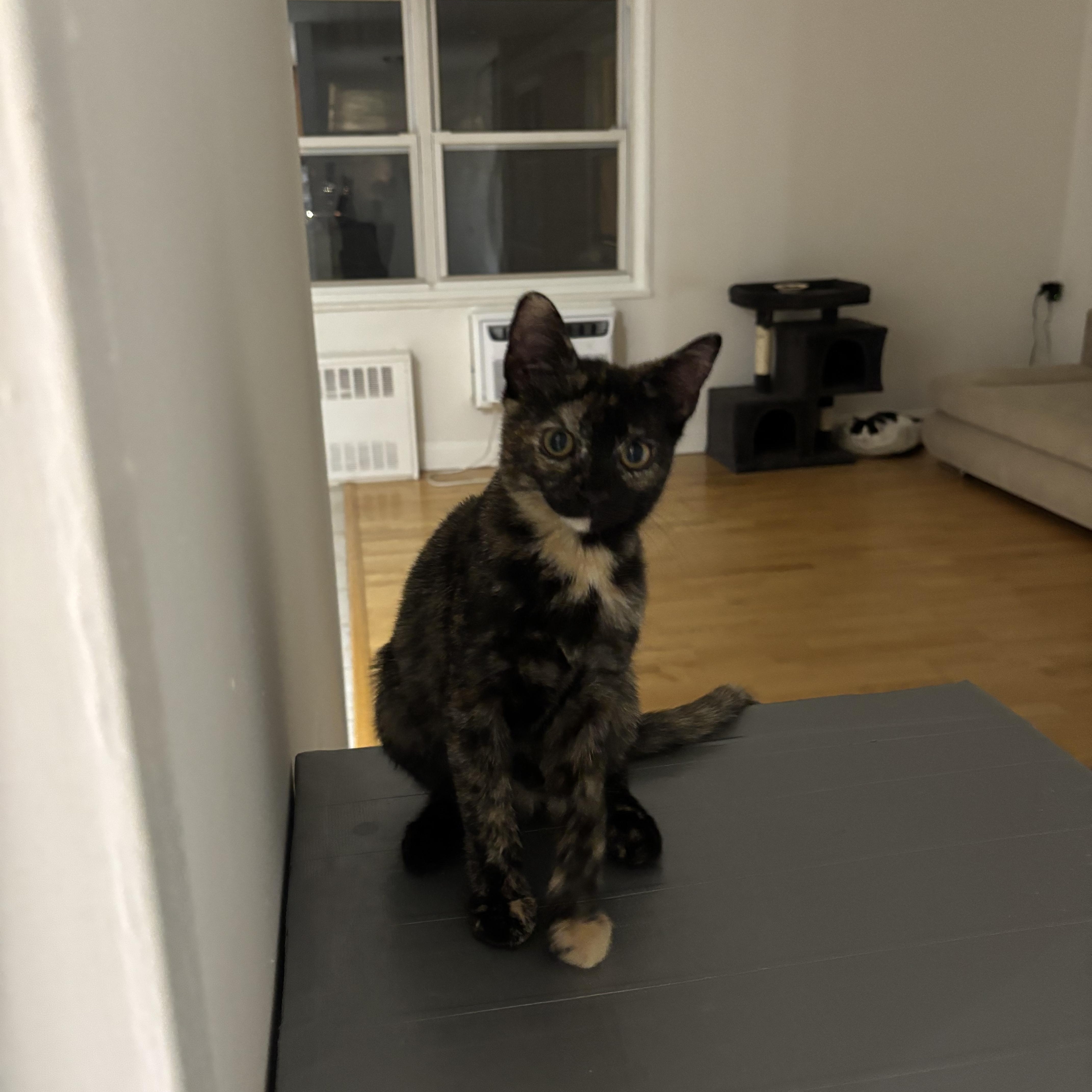 Enlarge Cinnamon Bun, a Adoptable American Shorthair in Brooklyn, NY image 2/6