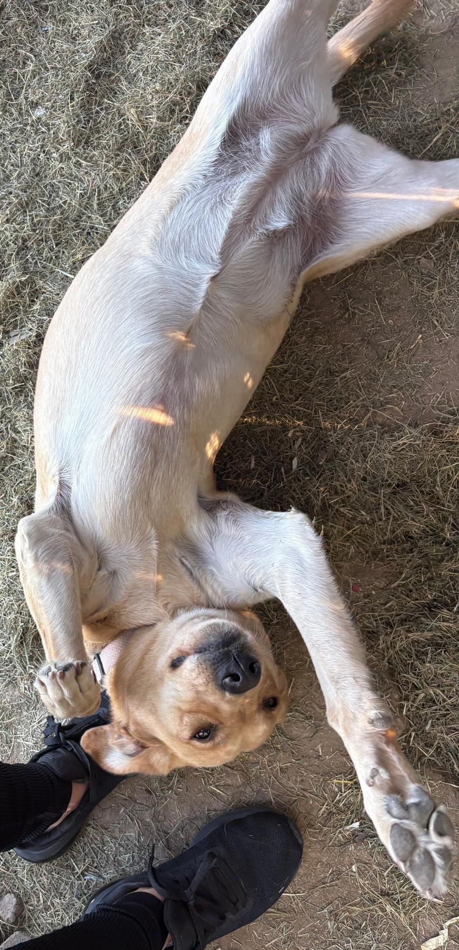 Willow, Adopted, Adult Female Yellow Labrador Retriever.