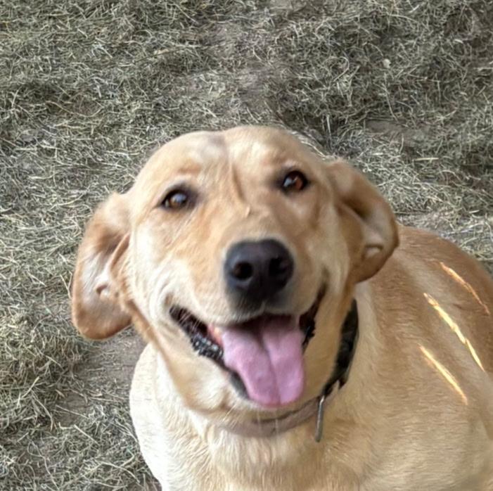 Willow, a Adopted Yellow Labrador Retriever in Cortez, CO image 3/3