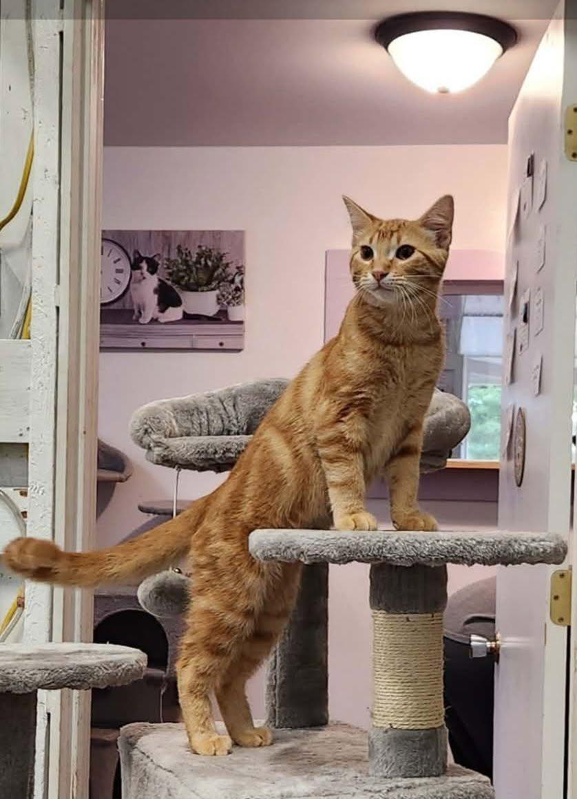 Enlarge Mo, a Adoptable mixed breed in Wild Rose, WI image 2/3