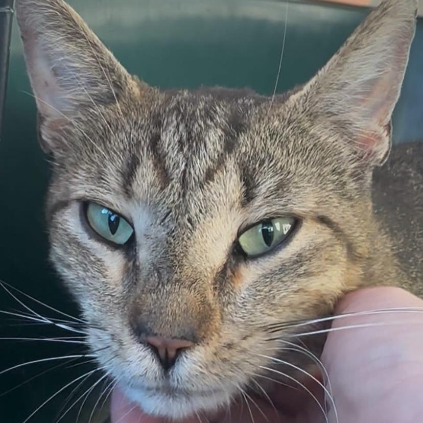 Purmina, a ADOPTABLE Domestic Short Hair in Philadelphia, PA image 2/6