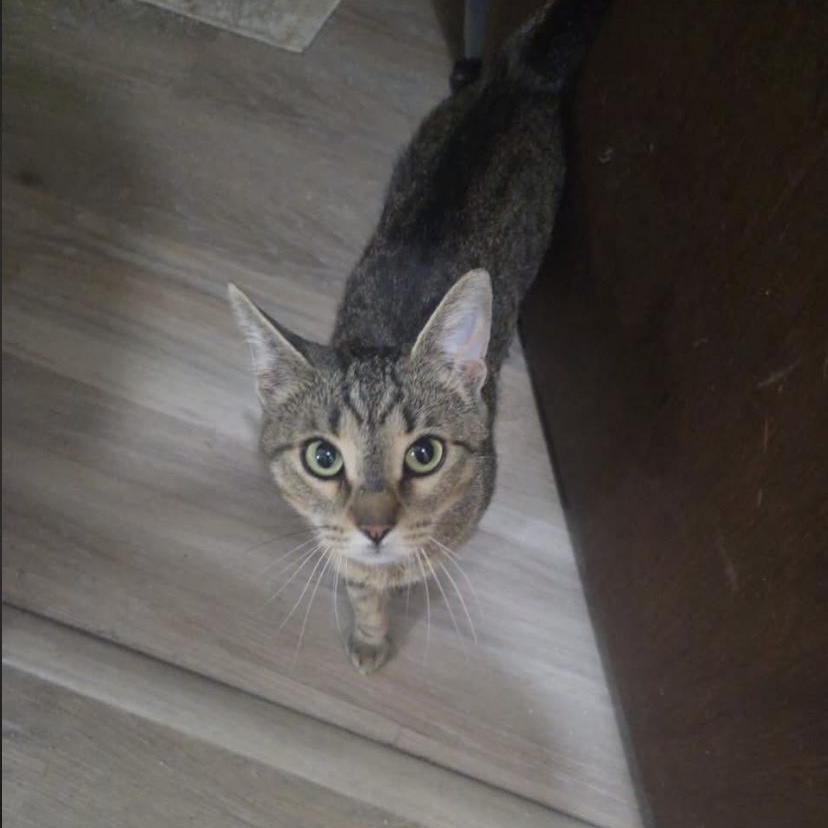 Purmina, ADOPTABLE, Young Female Domestic Short Hair.