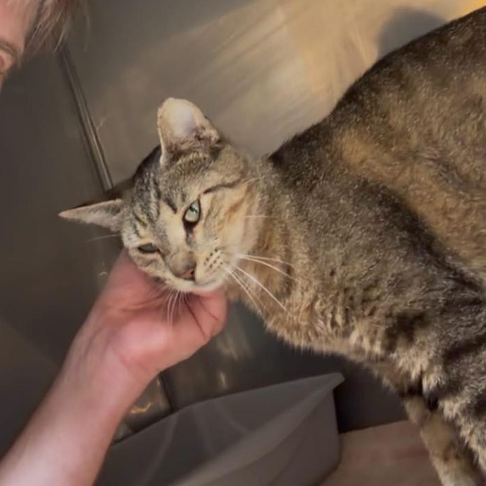 Purmina, a ADOPTABLE Domestic Short Hair in Philadelphia, PA image 3/6