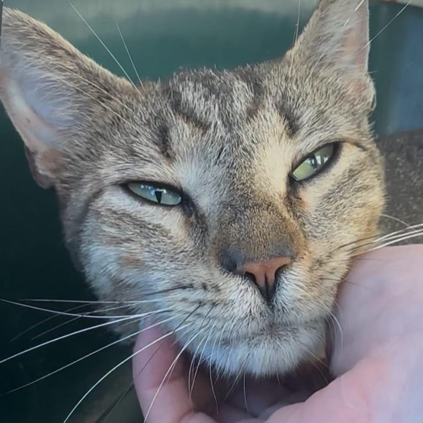Purmina, a ADOPTABLE Domestic Short Hair in Philadelphia, PA image 5/6