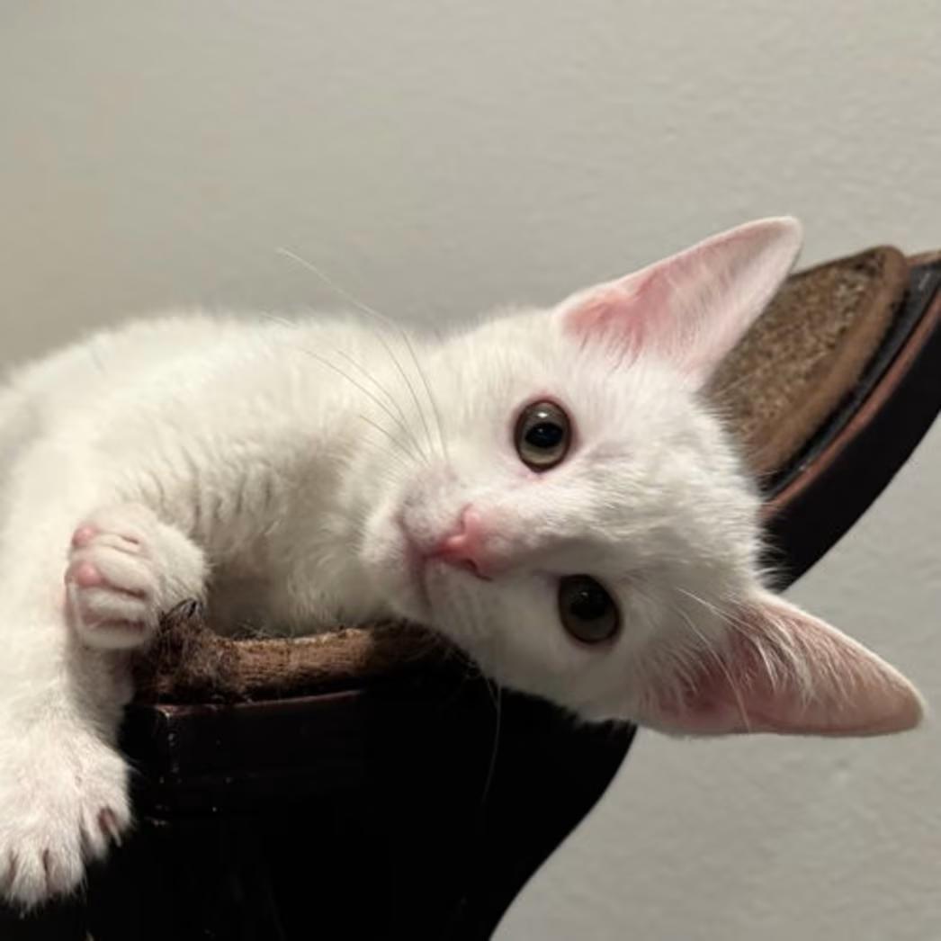 Enlarge Annabelle - EXT NBCR, an adopted Domestic Short Hair in Dallas, TX image 1/3