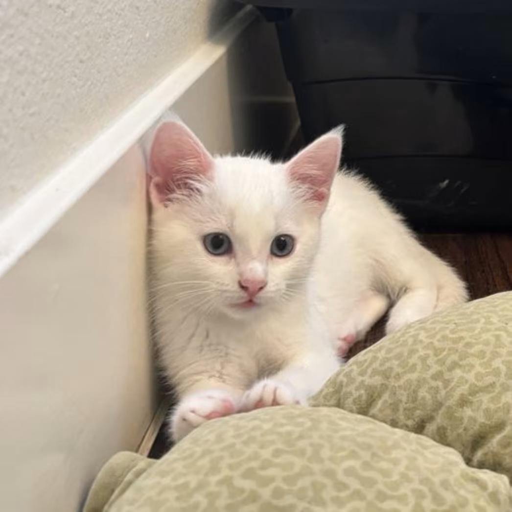 Enlarge Annabelle - EXT NBCR, an adopted Domestic Short Hair in Dallas, TX image 3/3