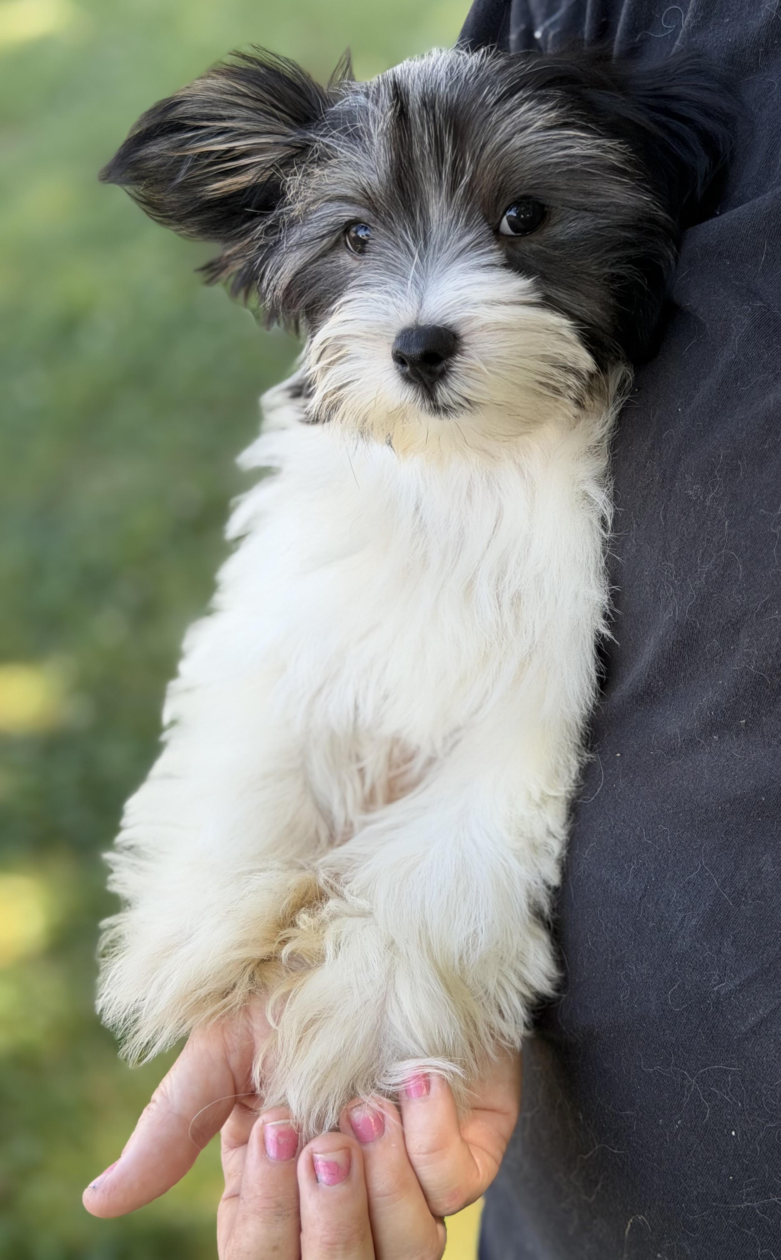 Bodhi, a Adoptable mixed breed in Yuba City, CA image 2/4