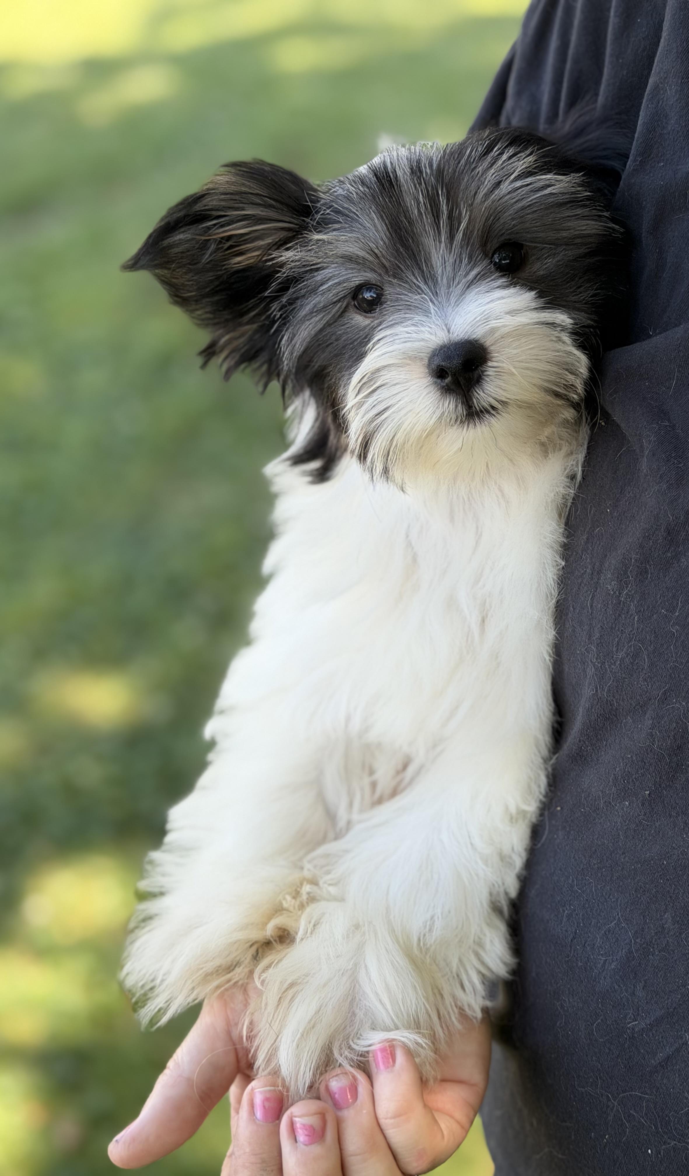 Bodhi, a Adoptable mixed breed in Yuba City, CA image 4/4