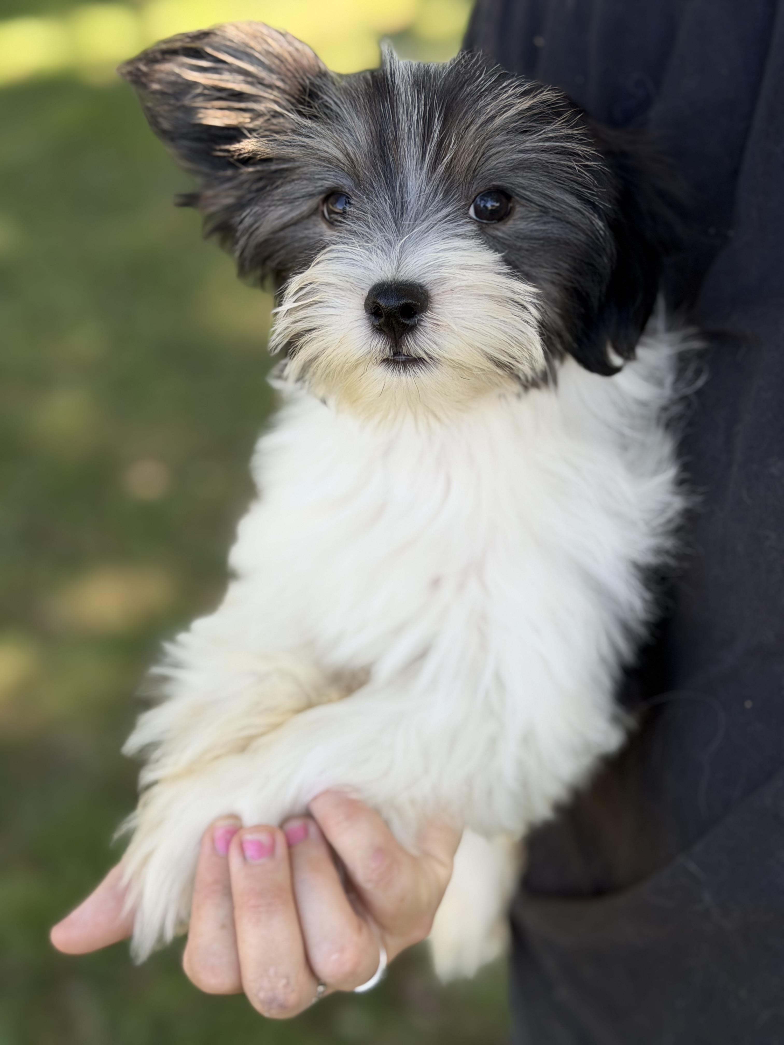 Bodhi, Adoptable, Puppy Male Yorkshire Terrier & Maltese.