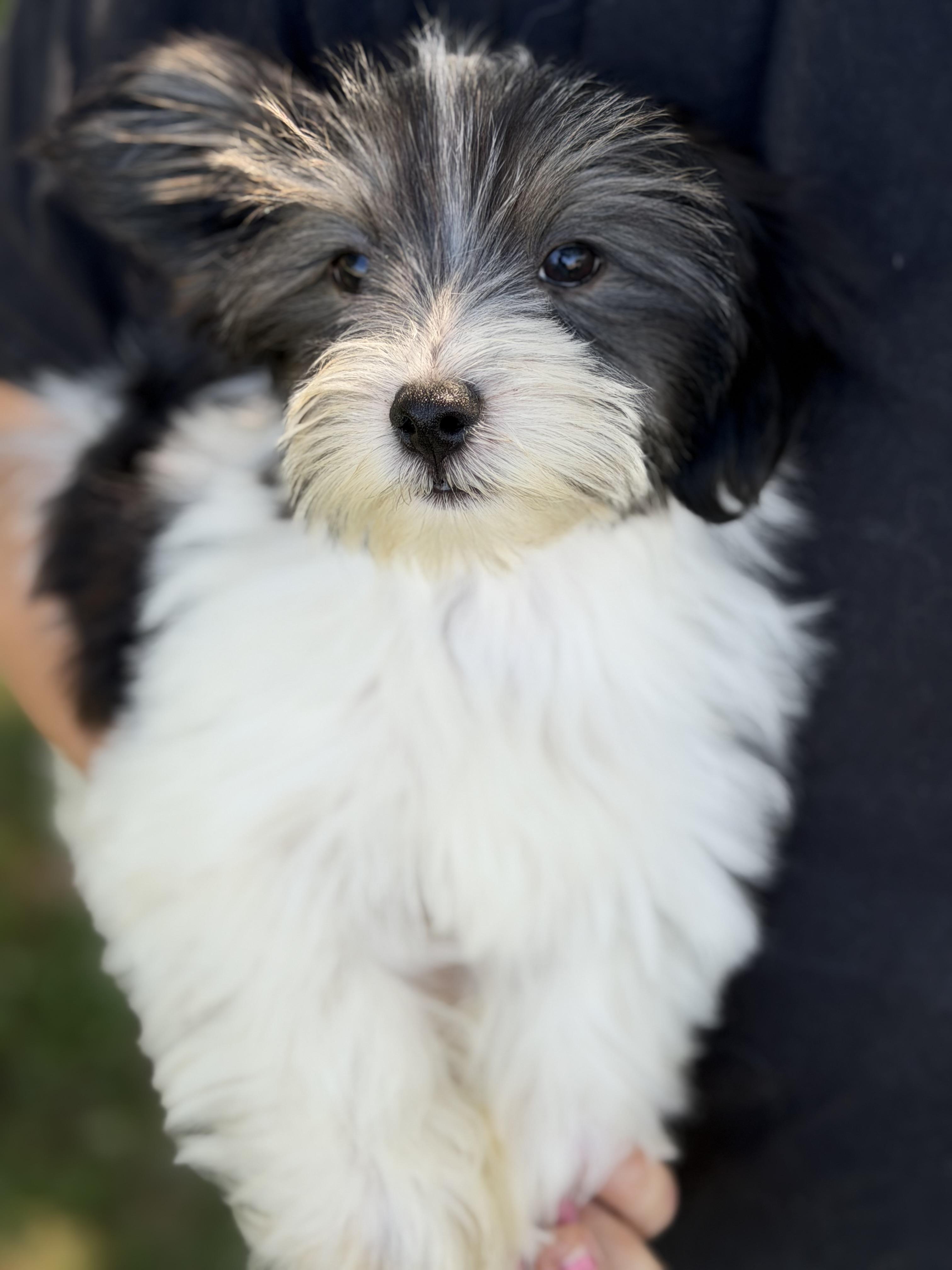 Bodhi, a Adoptable mixed breed in Yuba City, CA image 3/4