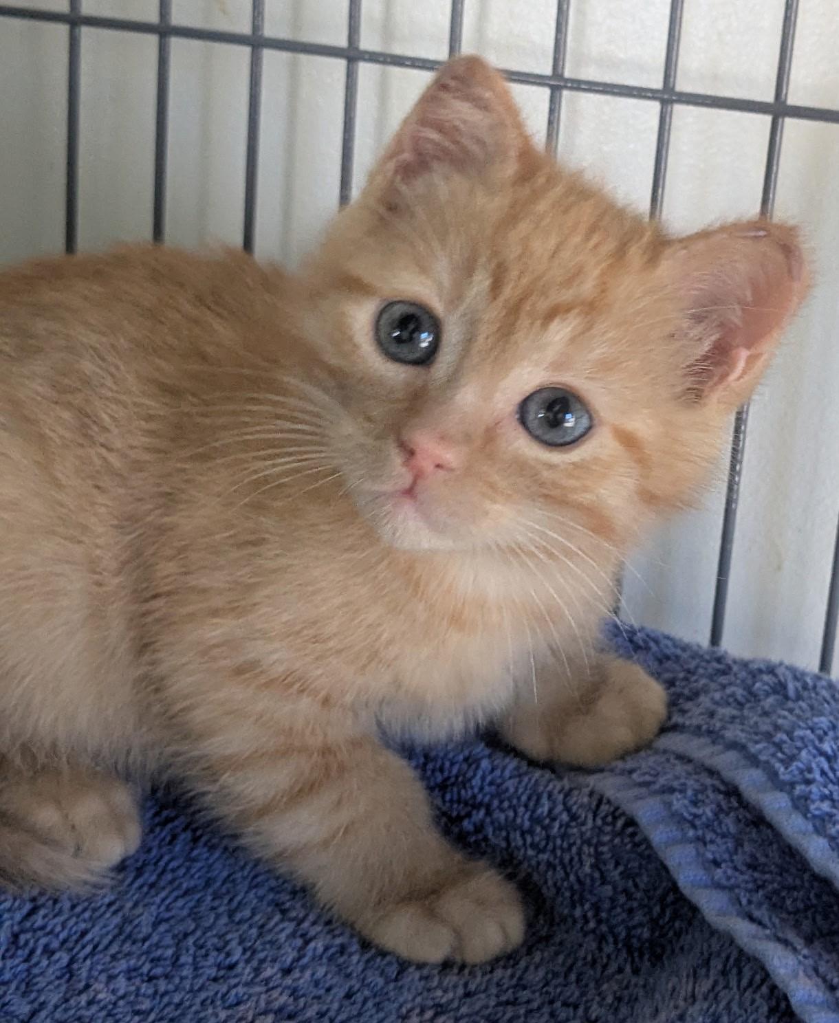 Enlarge Lionel, an adoption pending Domestic Short Hair in Yarnell, AZ image 1/1