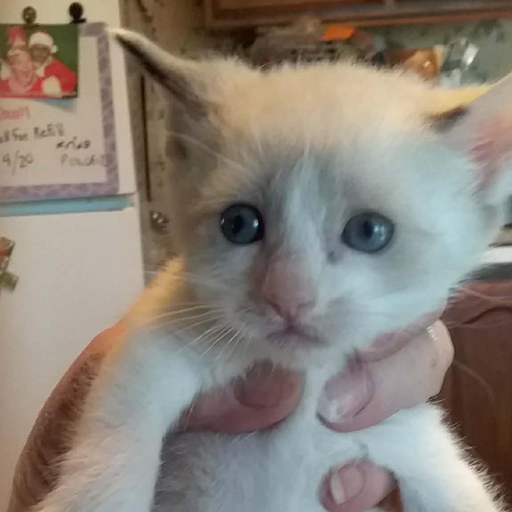 Cotton, Adoptable, Kitten Male Domestic Short Hair.
