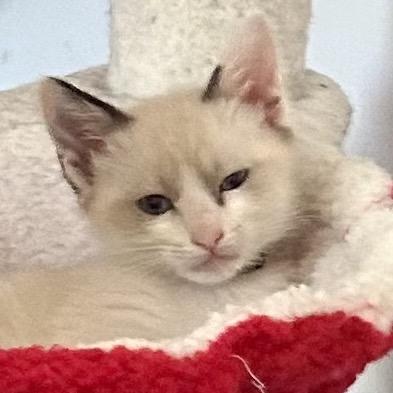 Enlarge Cotton, a Adoptable Domestic Short Hair in Brevard, NC image 2/3