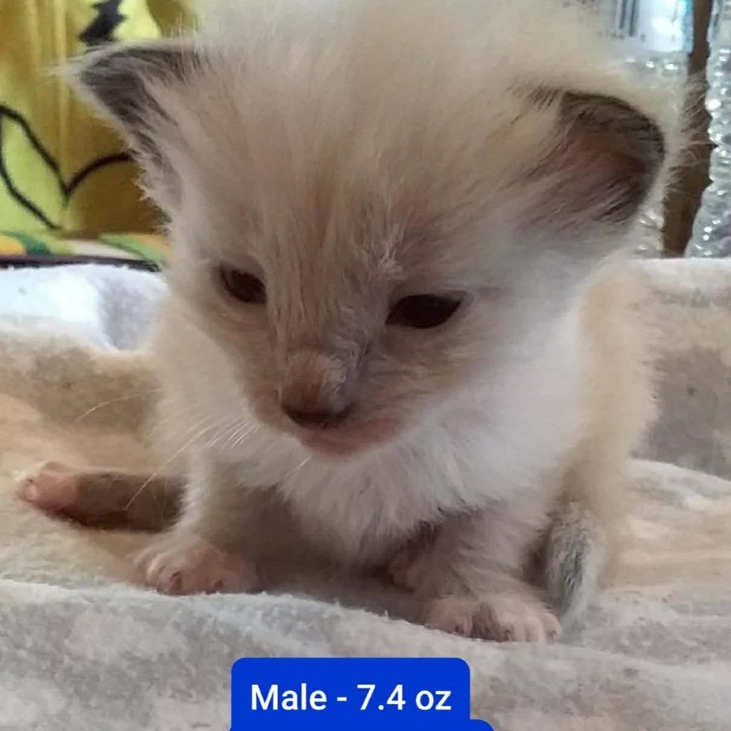 Enlarge Cotton, a Adoptable Domestic Short Hair in Brevard, NC image 3/3