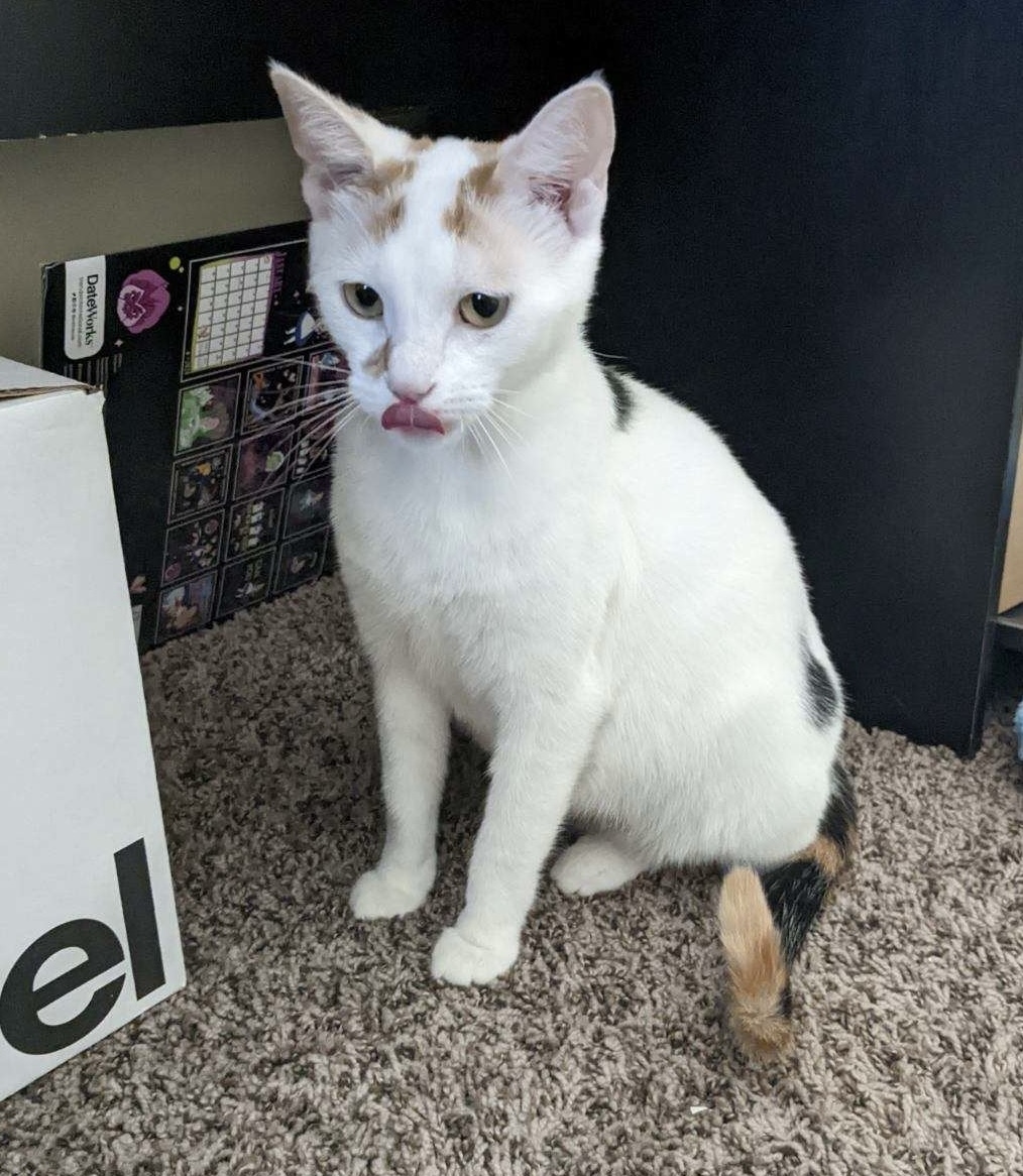 Kit (bonded with Dottie), Adopted, Young Female Calico.