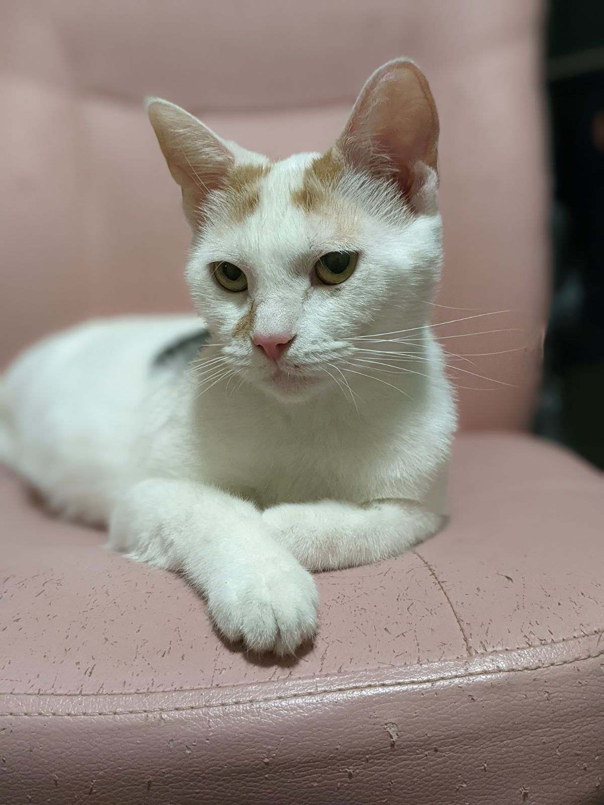 Enlarge Kit (bonded with Dottie), a Adopted Calico in Columbus, OH image 4/6