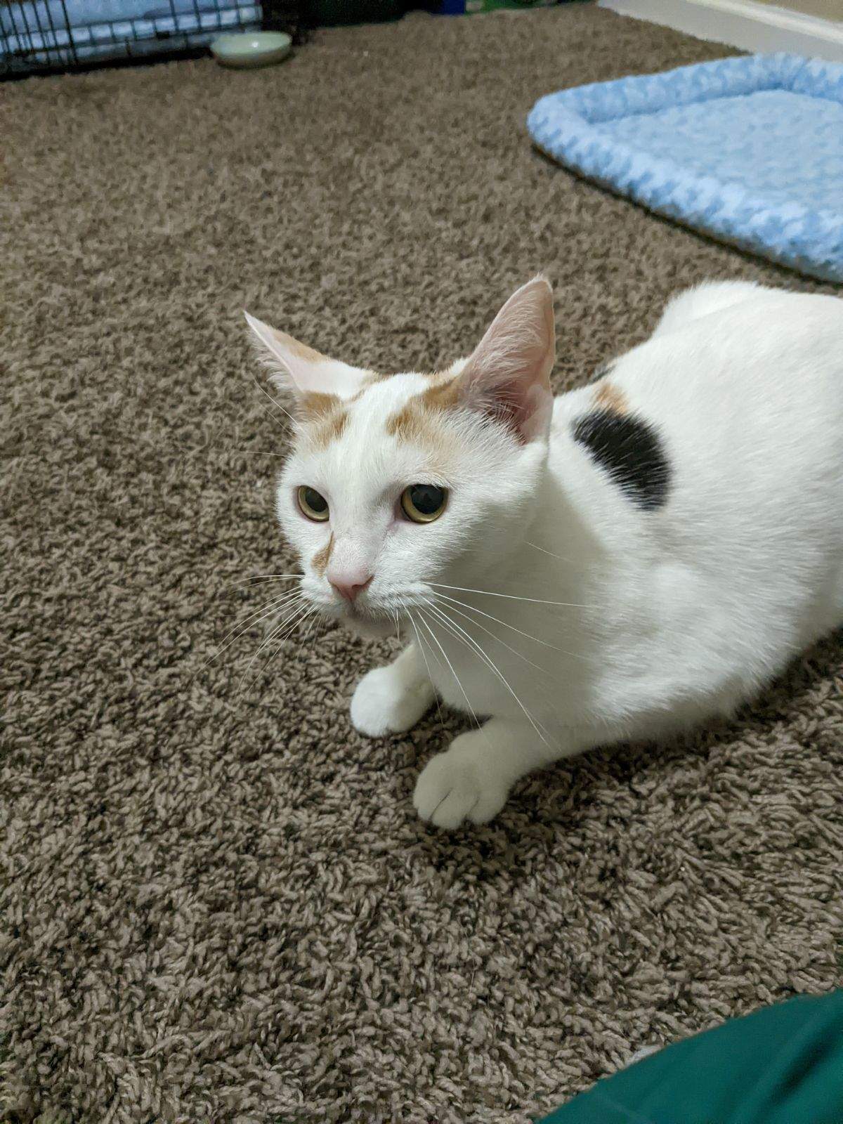Enlarge Kit (bonded with Dottie), a Adopted Calico in Columbus, OH image 5/6