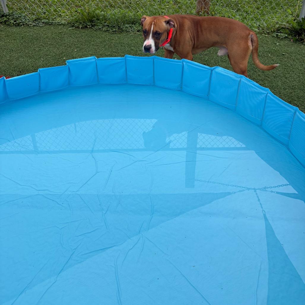 Enlarge Dunkin, a Adoptable Mixed Breed in Batavia, OH image 1/5