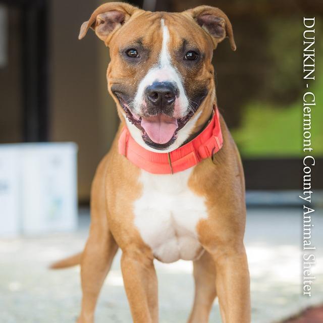 Enlarge Dunkin, a Adoptable Mixed Breed in Batavia, OH image 2/5