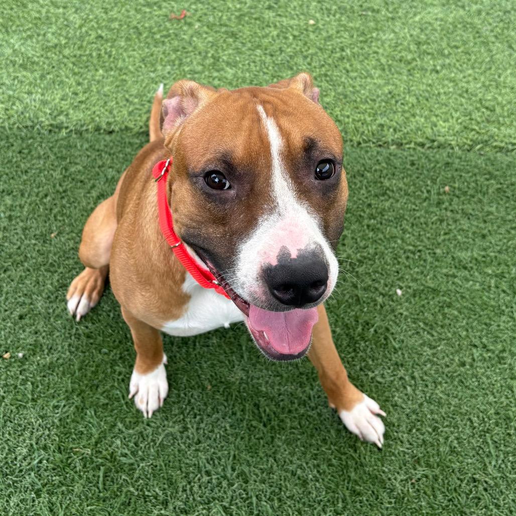 Enlarge Dunkin, a Adoptable Mixed Breed in Batavia, OH image 3/5