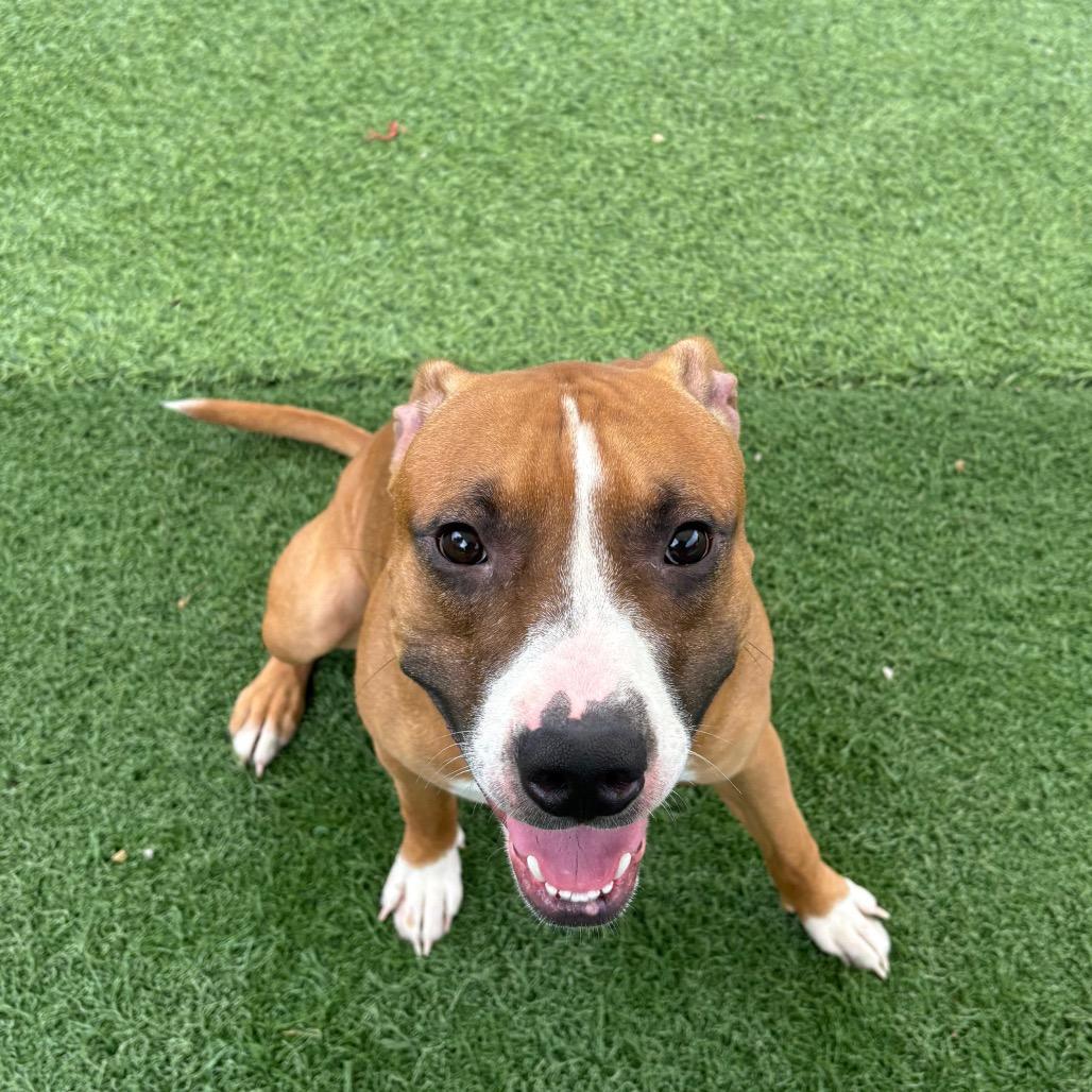 Enlarge Dunkin, a Adoptable Mixed Breed in Batavia, OH image 4/5