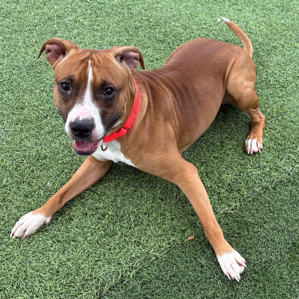 Enlarge Dunkin, a Adoptable Mixed Breed in Batavia, OH image 5/5