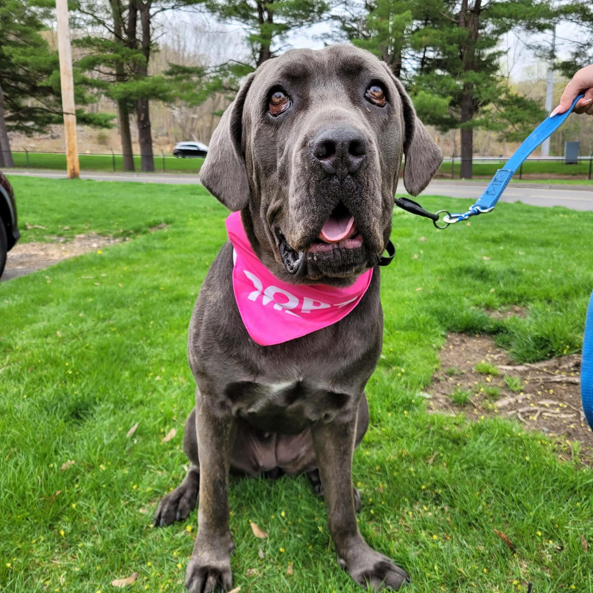 Nyah, an adopted mixed breed in Middlebury, CT image 2/2